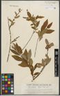 Foto von Salix purpurea L. x Salix silesiaca Willd.